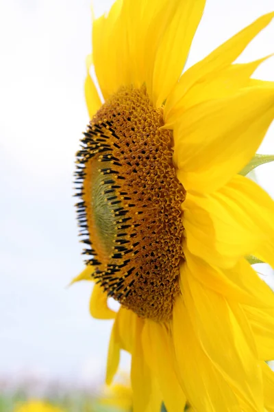 Krásný Botanický Záběr Přírodní Tapety — Stock fotografie