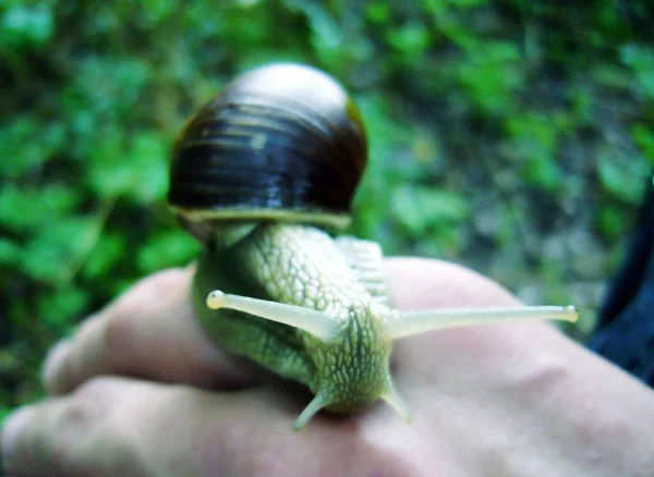 Langsame Schnecke Schleimiges Tier — Stockfoto