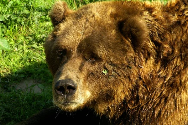Gefährliches Bärentier Raubtier — Stockfoto