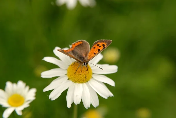 Маленька Лисиця Метелик Лепідоптера — стокове фото