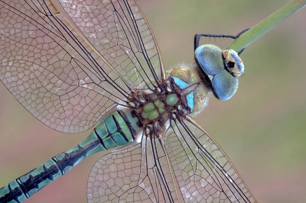 King Dragonfly Neckline — Stock Photo, Image