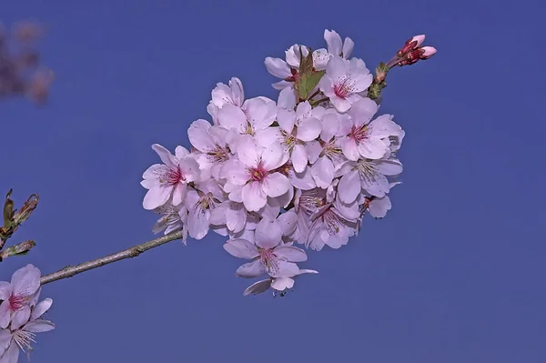 Prunus Subhirtella Japanese Ornamental Cherry Spring — Stock Photo, Image