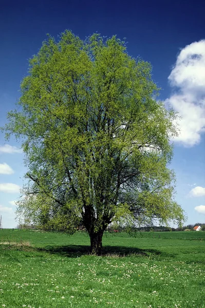 Baum Frühling Wiesen Hagen — Stockfoto