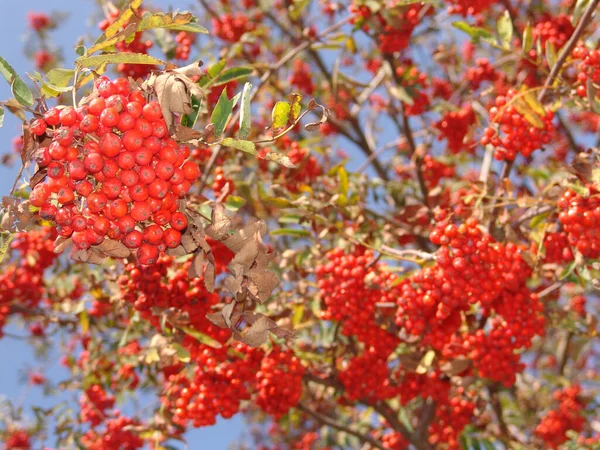 Red Birdberries Tree Branches — Stock Photo, Image