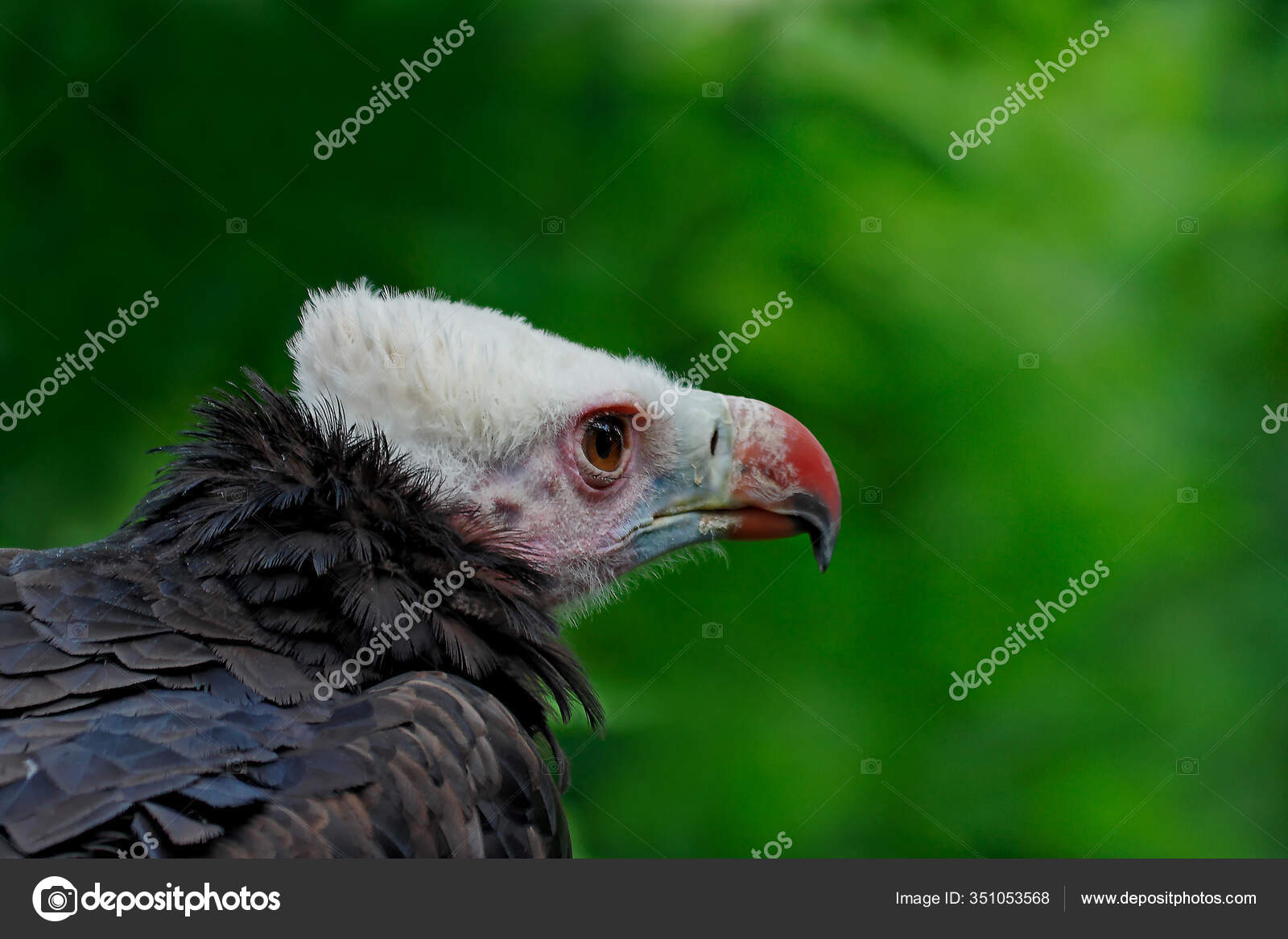 Handsome Vulture Wingspan Approx 80M — Stock Photo © PantherMediaSeller