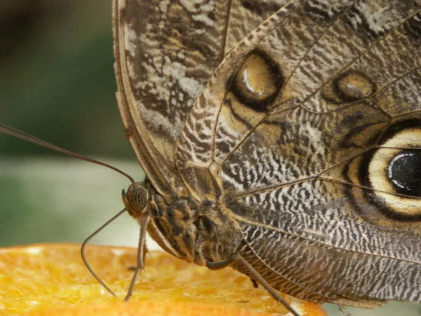 Närbild Fjäril Vildhet Koncept — Stockfoto