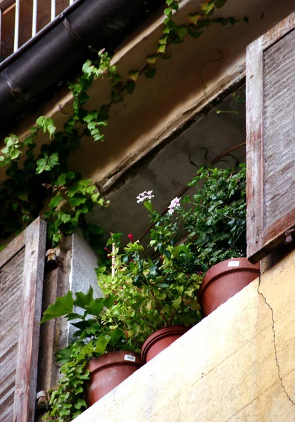 Flower Window Aix Provence — Stock Photo, Image