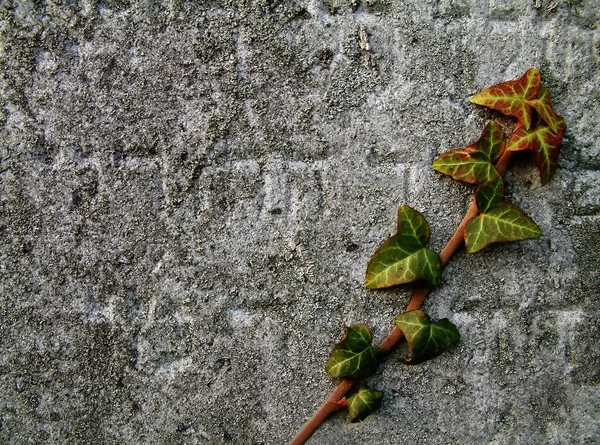 古い墓石にアイビー — ストック写真
