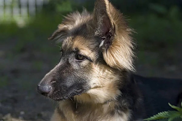 Portret Van Een Schattige Hond — Stockfoto