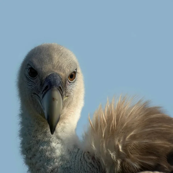 大自然における鳥類の景観 — ストック写真