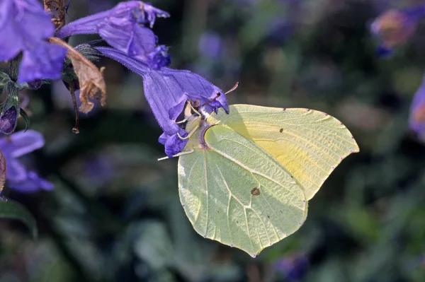 Borboleta Limão Amarelo Flora Inseto — Fotografia de Stock