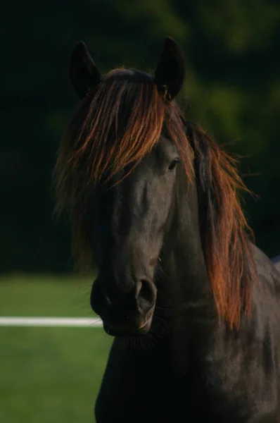 Cavalo Garanhão Animal Selvagem Natureza — Fotografia de Stock