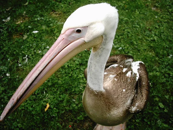 Vacker Utsikt Över Vacker Fågel Naturen — Stockfoto