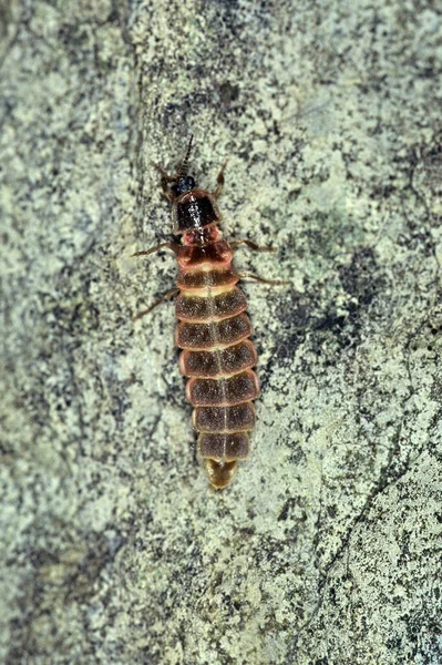 Lampyris Notiluca Stora Eldflugor — Stockfoto