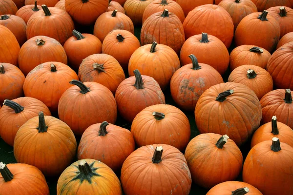 Autumn Harvest Selective Focus — Stock Photo, Image