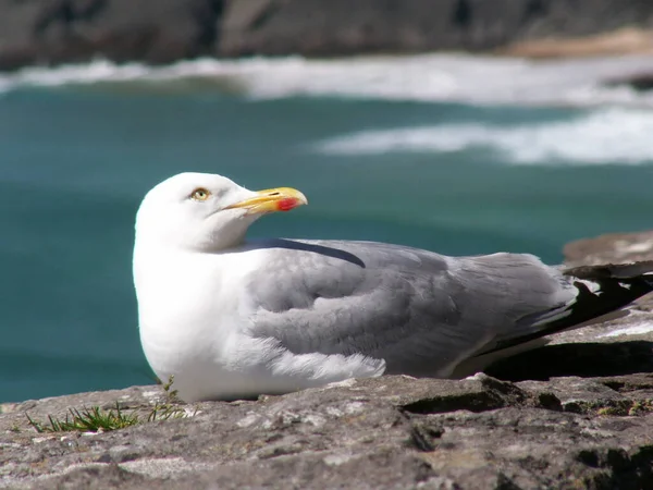 Vue Panoramique Magnifiques Oiseaux Mouettes Nature — Photo