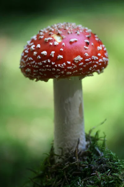 Κοντινή Άποψη Της Μύγας Agaric Στο Δάσος — Φωτογραφία Αρχείου