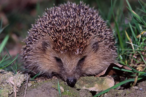 Hedgehog Animal Agulhas Espinhosas — Fotografia de Stock