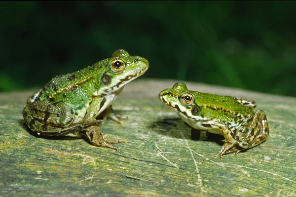 Vattengroda Rana Esculanta — Stockfoto