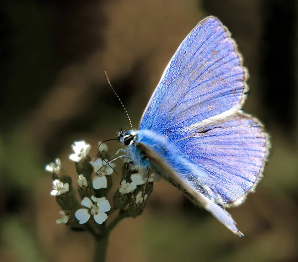 Närbild Insekter Vild Natur — Stockfoto