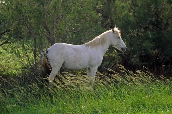 Camargue Horse Camargue Provence — Stock fotografie