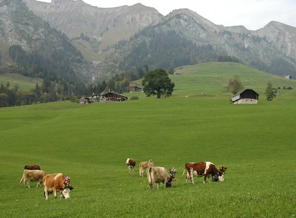 Αγελάδες Στους Αλπικούς Βοσκότοπους Ελβετία — Φωτογραφία Αρχείου