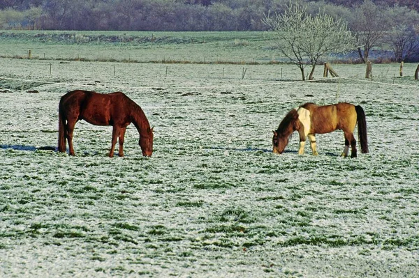 Reinrassige Pferde Weidehengst — Stockfoto