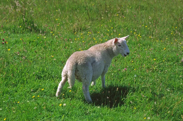 Får Skye — Stockfoto