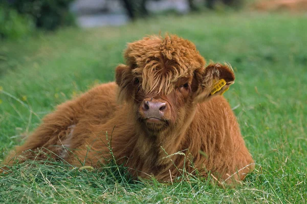 Highland Cattle Scotland — Stock Photo, Image