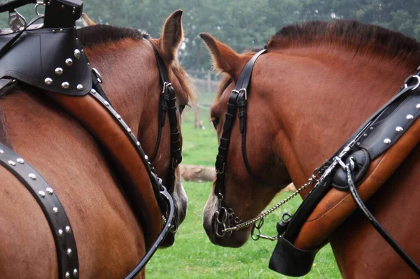 Koně Koně — Stock fotografie