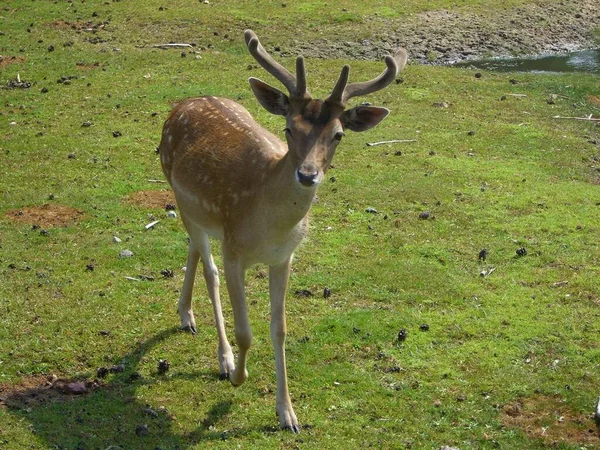 Hert Wild Dier Fauna — Stockfoto