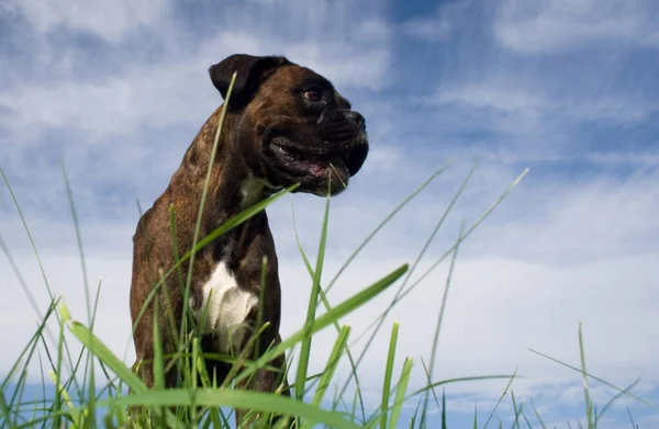 Pure Bred Boxer Fêmea Marrom Tabby Olha Para Distância — Fotografia de Stock