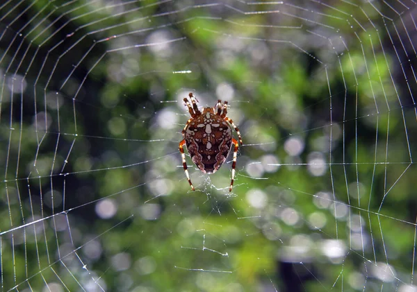 Ragnatela Con Una Grande Ragnatela — Foto Stock