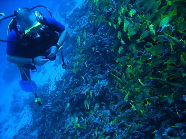 Meereslebewesen Unterwasserfotos — Stockfoto