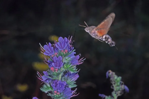 Macroglossum Stellatarum Taubenschwanz — Stockfoto