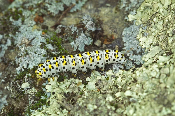 Cuculia Verbasci Brown Monk Caterpillar — Stok fotoğraf