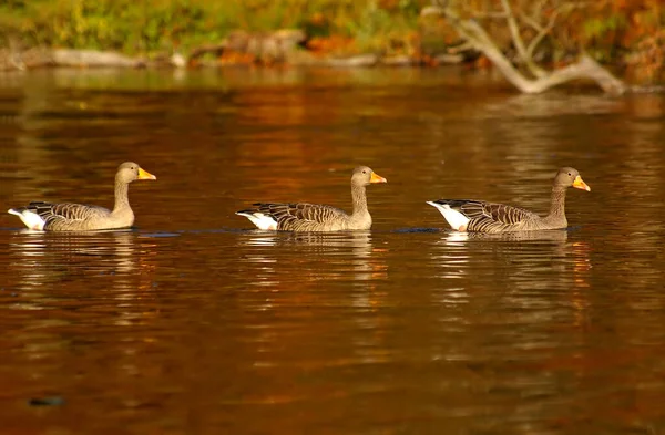 Rang Und Namen — Stockfoto