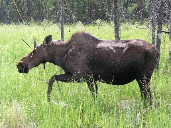 Moose Het Veld — Stockfoto