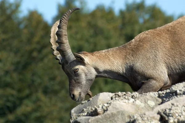 Doğadaki Dağ Keçisi Hayvanı Fauna — Stok fotoğraf