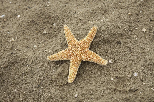 Mořská Hvězdice Vodní Tvor — Stock fotografie