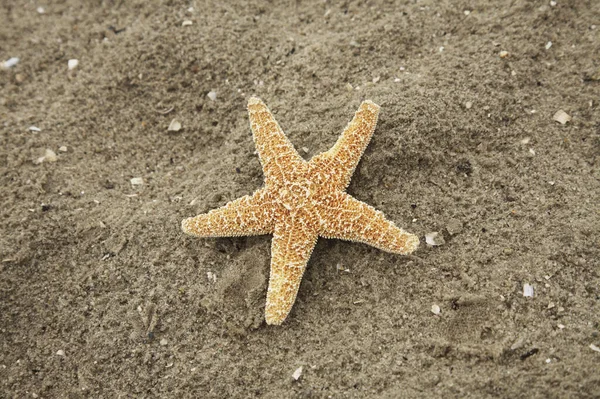 海洋性ヒトデ水生生物 — ストック写真