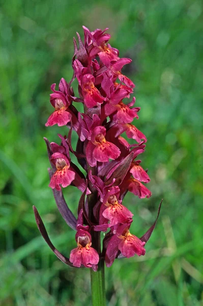 Dactylorhiza Sambucina Dactylorhiza Latifolia Elderflower Herb — Stock Photo, Image