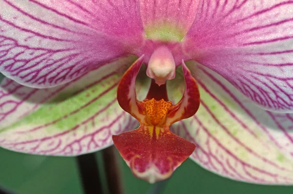 Lente Orchidee Bloemen Bloeien — Stockfoto