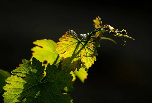 ワインの葉緑の植物 — ストック写真