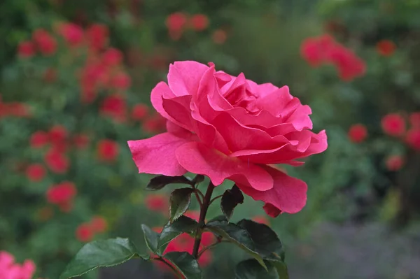 玫瑰花瓣 花园植物 — 图库照片