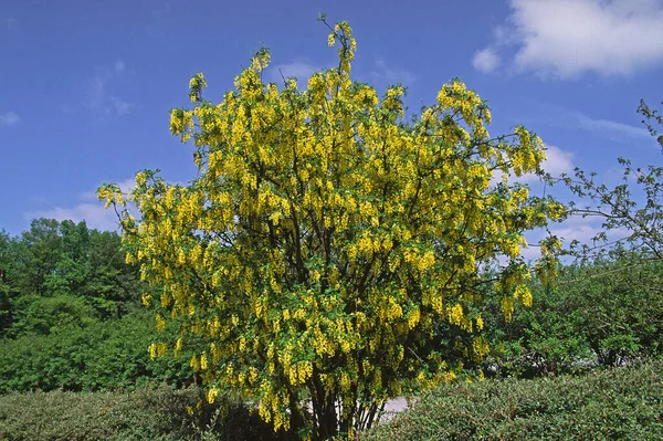 Laburnum Drzewo Kwiatami Flora Przyrodzie — Zdjęcie stockowe