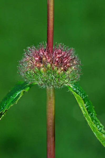 Phlomis Tuberosa Firewort Shrub Nettle Detail — стоковое фото
