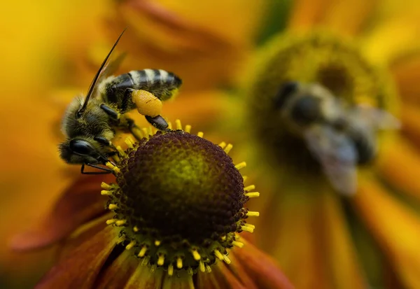 Primer Plano Vista Error Naturaleza — Foto de Stock