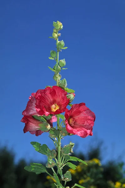 Hollyhock Virágok Kertben Nyári Növény — Stock Fotó