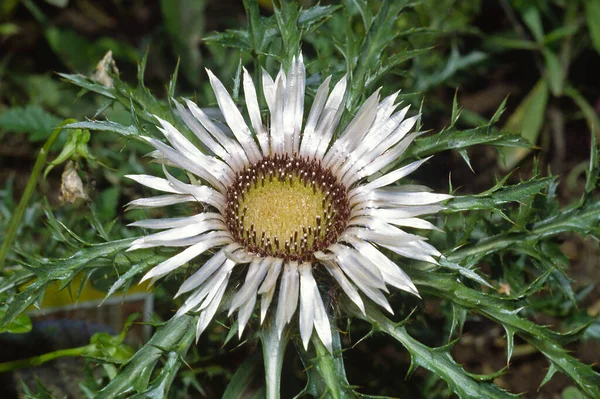 Cardo Flores Flora Campo Selvagem — Fotografia de Stock